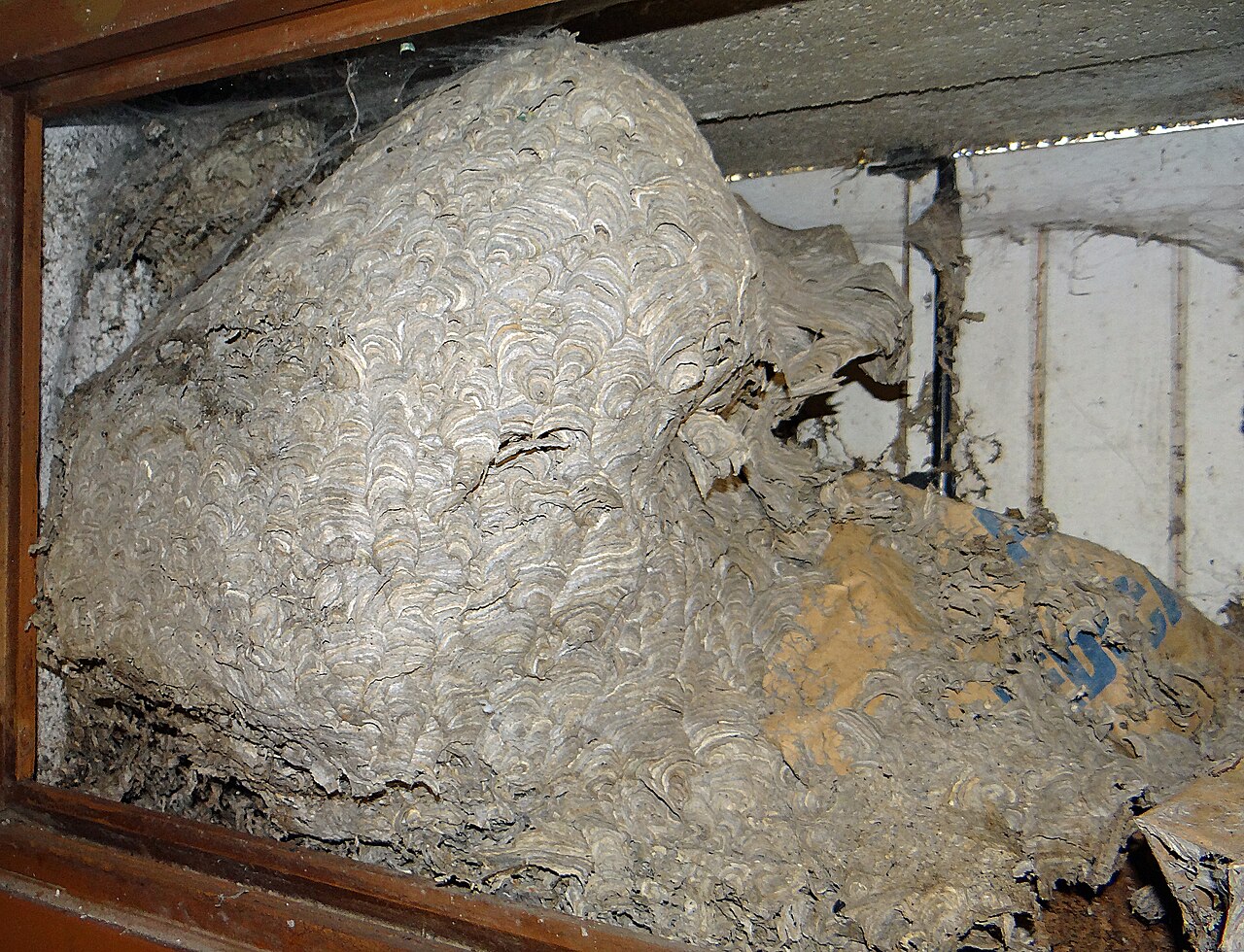 Nest van Aziatische hoornaar