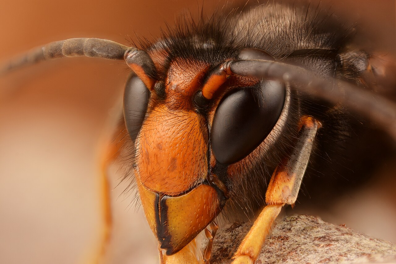 Aziatische hoornaar (Vespa velutina) - close-up