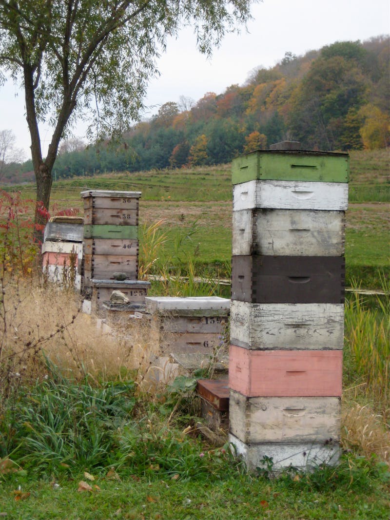 Kleurrijke bijenkasten in het veld — imkers staan onder druk